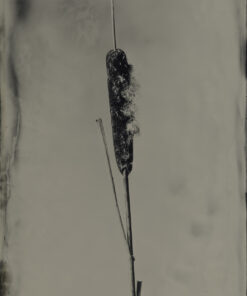Cat tail - Eric Bruinewoud
