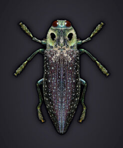 Bug I - Edo Kars