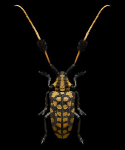Bug III - Edo Kars