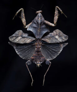 Bug IV - Edo Kars