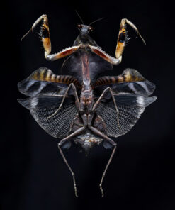 Bug V - Edo Kars