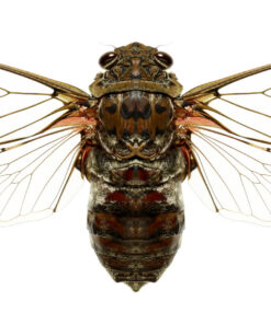 Bug VI - Edo Kars