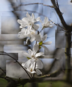 Constructie Magnoliaceae - Bastiaan Kijzers