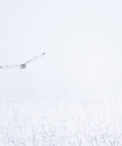 WHITE HUNTER - MICHEL D'OULTREMONT